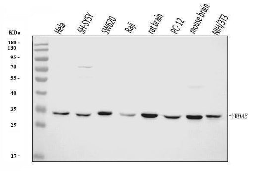 Anti-YWHAE Antibody Picoband® (monoclonal, 3G11G2 Boster Bio