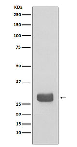 Anti-14-3-3 epsilon YWHAE Rabbit Monoclonal Antibody Boster Bio
