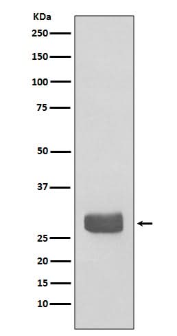 Anti-14-3-3 epsilon YWHAE Rabbit Monoclonal Antibody Boster Bio