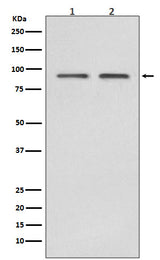 Anti-Hsp90 beta HSP90AB1 Rabbit Monoclonal Antibody Boster Bio