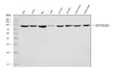 Anti-Hsp90 beta/HSP90AB1 Antibody Picoband® (monoclonal, 7B7F5 Boster Bio