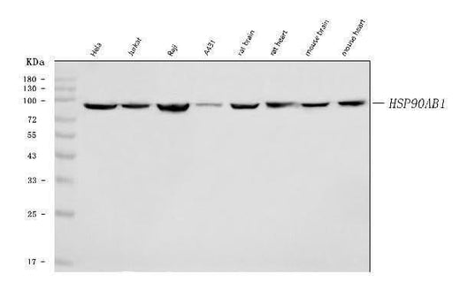 Anti-Hsp90 beta/HSP90AB1 Antibody Picoband® (monoclonal, 7B7F5 Boster Bio