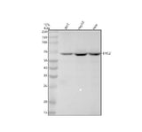 Anti-BIRC2 Monoclonal Antibody Boster Bio