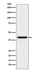 Anti-INDO Rabbit Monoclonal Antibody Boster Bio
