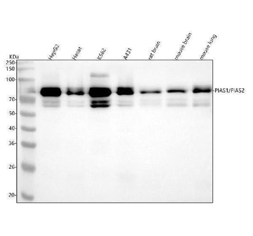 Anti-PIAS1+PIAS2+PIAS3 Rabbit Monoclonal Antibody Boster Bio