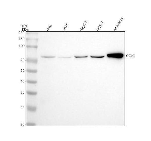 Anti-GCLC Rabbit Monoclonal Antibody Boster Bio