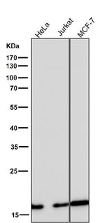 Anti-eIF5A Rabbit Monoclonal Antibody Boster Bio