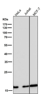Anti-eIF5A Rabbit Monoclonal Antibody Boster Bio