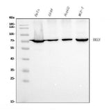Anti-Ku70 Antibody Picoband® (monoclonal, 9B6 Boster Bio