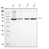 Anti-Ku70 Antibody Picoband® (monoclonal, 3D7 Boster Bio