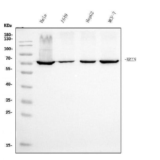 Anti-Ku70 Antibody Picoband® (monoclonal, 3D7 Boster Bio