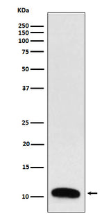 Anti-Trefoil Factor 3 Rabbit Monoclonal Antibody Boster Bio