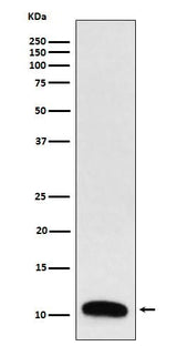 Anti-Trefoil Factor 3 Rabbit Monoclonal Antibody Boster Bio