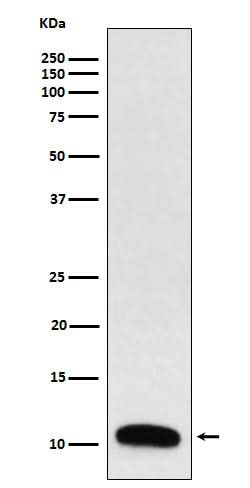 Anti-Trefoil Factor 3 Rabbit Monoclonal Antibody Boster Bio