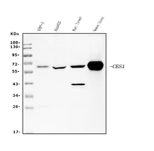 Anti-Liver Carboxylesterase 1/CES1 Antibody Picoband® (monoclonal, 3F10 Boster Bio