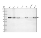 Anti-MBD2 Rabbit Monoclonal Antibody Boster Bio