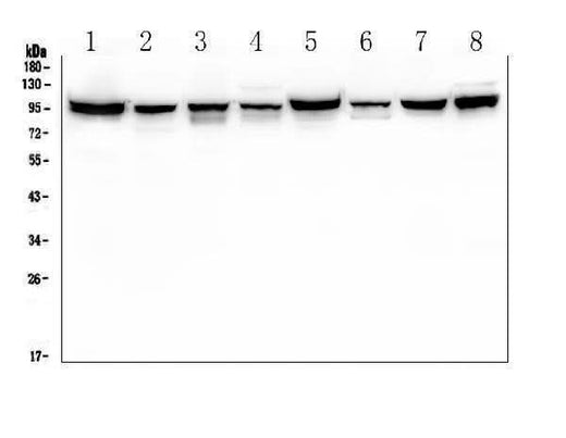 Anti-ALIX/PDCD6IP Antibody Picoband®(monoclonal, 14D10 Boster Bio