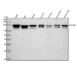 Anti-ALIX Rabbit Monoclonal Antibody Boster Bio