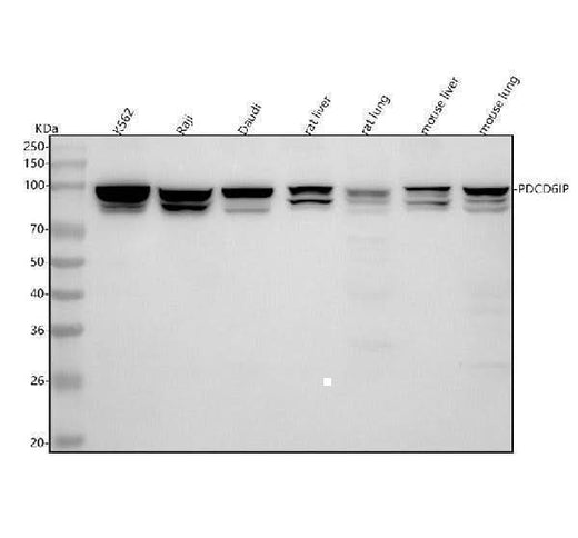 Anti-ALIX Rabbit Monoclonal Antibody Boster Bio
