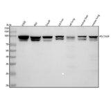 Anti-ALIX Rabbit Monoclonal Antibody Boster Bio