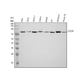 Anti-CD2AP Antibody Picoband® (monoclonal, 5F8 Boster Bio