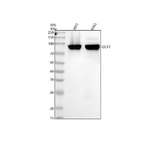 Anti-Oct-1 Rabbit Monoclonal Antibody Boster Bio