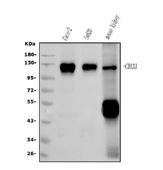Anti-PROM1/CD133 Antibody Picoband® (monoclonal, 8B6 Boster Bio