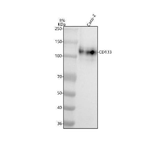 Anti-CD133 Rabbit Monoclonal Antibody Boster Bio
