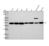 Anti-Apg3 (Atg3) Rabbit Monoclonal Antibody Boster Bio