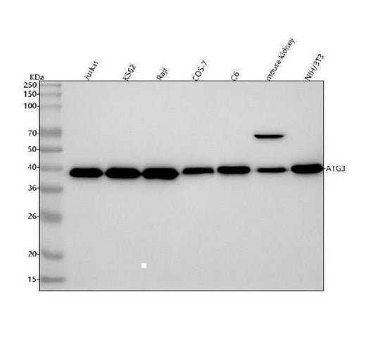 Anti-Apg3 (Atg3) Rabbit Monoclonal Antibody Boster Bio