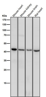 Anti-CD83 Rabbit Monoclonal Antibody Boster Bio