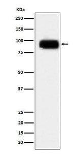 Anti-CD166 Monoclonal Antibody Boster Bio