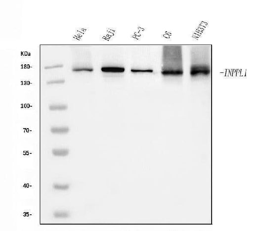 Anti-INPPL1 Antibody Picoband® (monoclonal, 8C13 Boster Bio