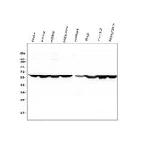 Anti-PTBP1 Antibody Picoband®(monoclonal, 3H12 Boster Bio