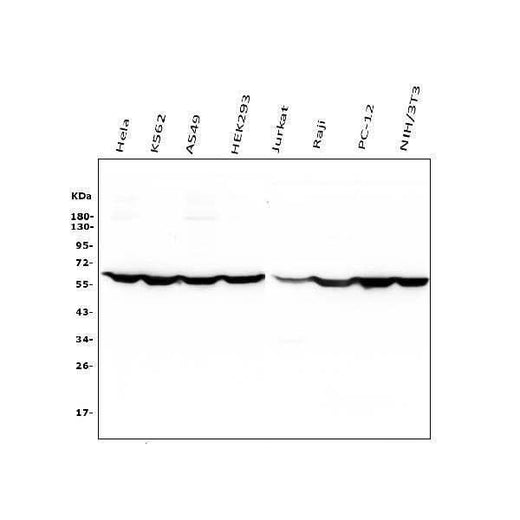 Anti-PTBP1 Antibody Picoband®(monoclonal, 3H12 Boster Bio