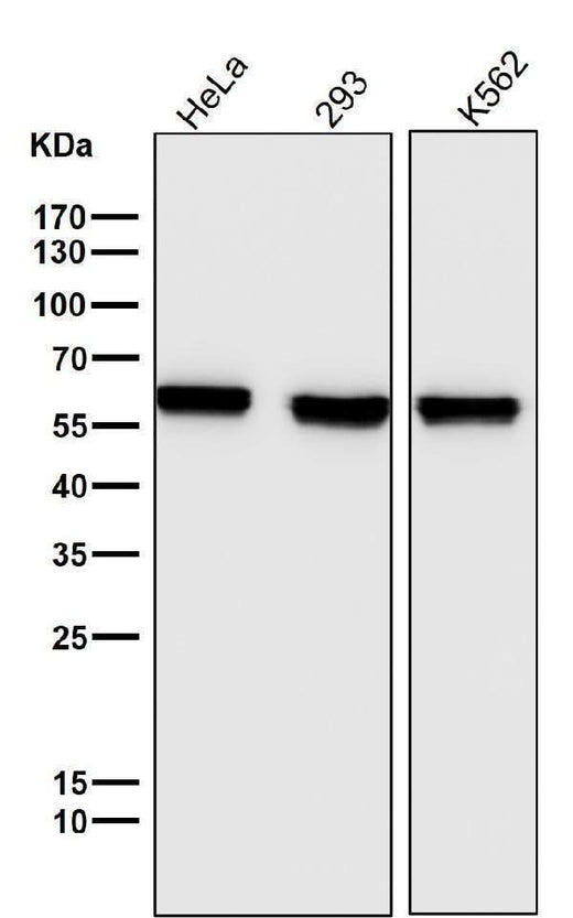 Anti-PTBP1 Monoclonal Antibody Boster Bio