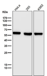Anti-PTBP1 Monoclonal Antibody Boster Bio
