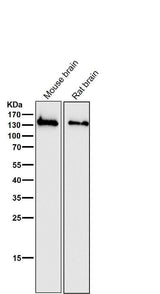 Anti-NMDAR1 GRIN1 Rabbit Monoclonal Antibody Boster Bio