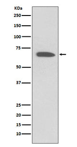 Anti-KCNA1/Kv1.1 Rabbit Monoclonal Antibody Boster Bio