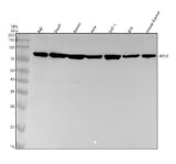 Anti-IKBKE Monoclonal Antibody Boster Bio
