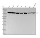 Anti-IKBKE Monoclonal Antibody Boster Bio