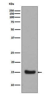 Anti-Midkine MDK Rabbit Monoclonal Antibody Boster Bio