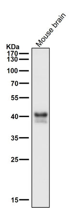 Anti-JunB Rabbit Monoclonal Antibody Boster Bio
