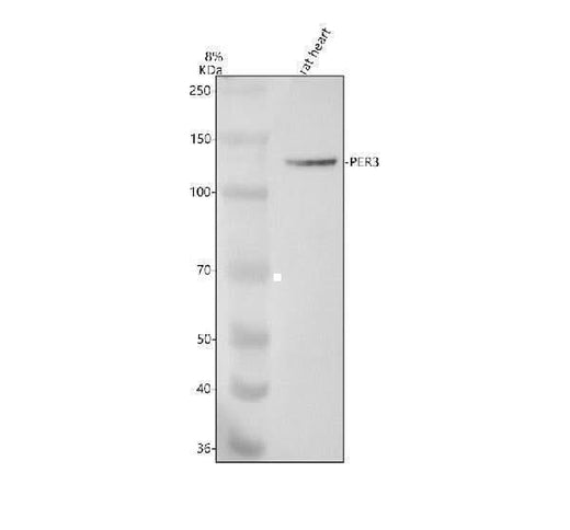 Anti-PER3 Rabbit Monoclonal Antibody Boster Bio
