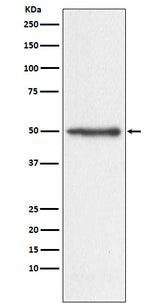 Anti-Nogo Monoclonal Antibody Boster Bio
