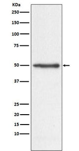 Anti-Nogo Monoclonal Antibody Boster Bio