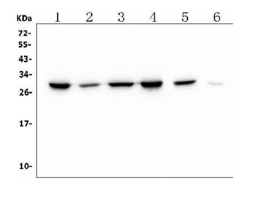 Anti-PRDX6 Antibody Picoband® (monoclonal, 6I8 Boster Bio