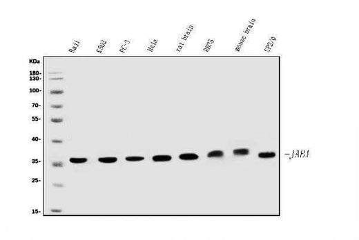 Anti-JAB1 Antibody Picoband® (monoclonal, 4G9 Boster Bio