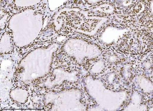 Anti-KPNB1 Antibody Picoband® (monoclonal, 3I11F2 Boster Bio