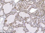 Anti-KPNB1 Antibody Picoband® (monoclonal, 3I11F2 Boster Bio